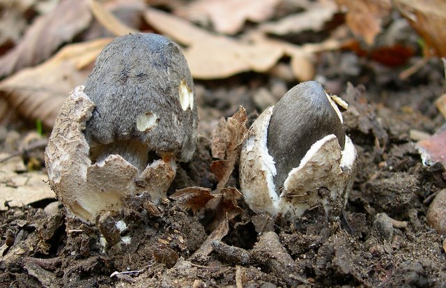 Volvariella  terrea  sp.nov.